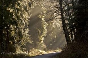 photo of boreal forest