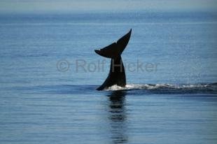 photo of British Columbia Whales