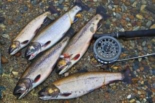 photo of Brook Trout Fish