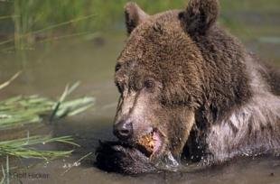 photo of Brown Bear