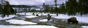 photo of Buffalo Pictures