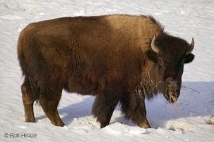 photo of Buffalo