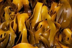 photo of Bull Kelp