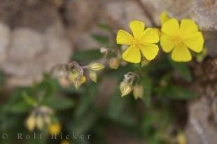 photo of Buttercup Flowers Picture