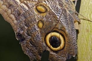 photo of Butterfly Species Victoria