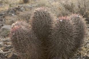 photo of Wild Cotton Top Cactus Dessert Plant USA