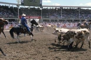 photo of Calgary Stampede Bulls