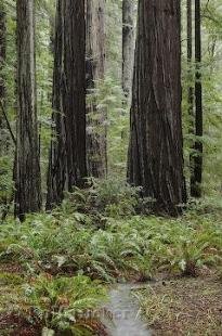 photo of California Redwoods