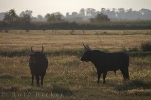 photo of Camargue Bulls Picture Provence France