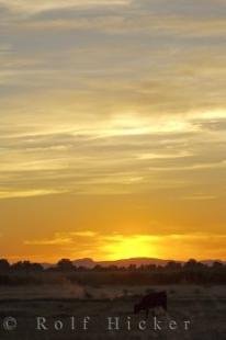 photo of Camargue France Sunset Camargue Bulls Grazing