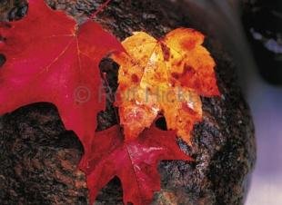 photo of Fall Leaves