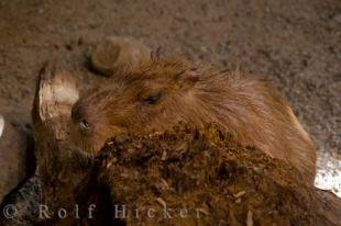 photo of Capybara Animal Picture