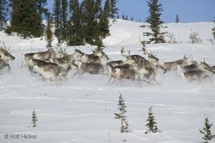 photo of caribou stampede