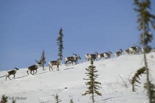 photo of Arctic Caribou Herd Winter