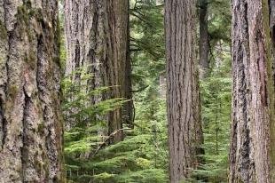 photo of Cathedral Grove Rainforest BC