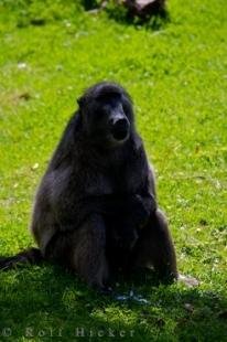 photo of Chacma Baboon