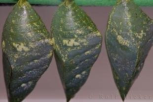 photo of Butterfly Chrysalis