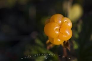 photo of Cloudberry