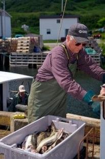 photo of Cod Fish Newfoundland Labrador