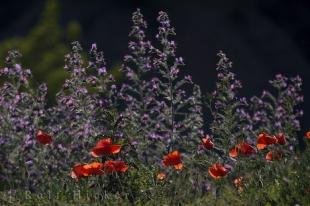 photo of Colorful Wildflowers