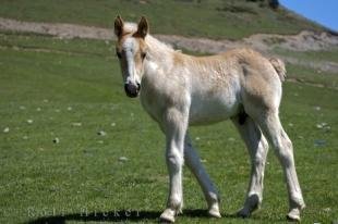 photo of Colt horse Spain