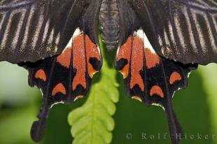 photo of Common Mormon Butterfly Close Up Tail Wing