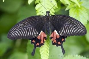 photo of Common Mormon Butterfly