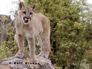 photo of Young Cougar Animal Puma