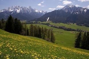 photo of Countryside Dandelions Italy