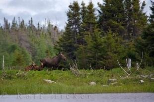 photo of Cow Moose Tuckamore Pond Newfoundland