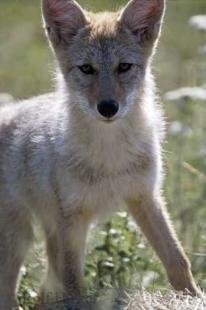 photo of Coyote Puppy