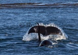 photo of CRW 0204