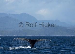 photo of CRW 0233