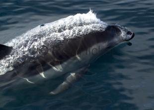 photo of Dolphin Watching Canada