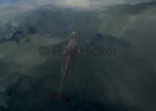 photo of CRW 0506