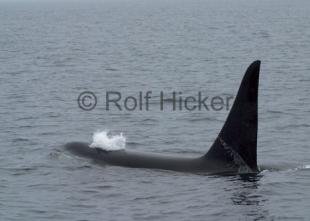 photo of CRW 1146