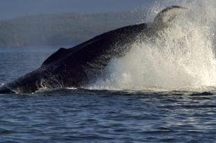 photo of humpback whale playing