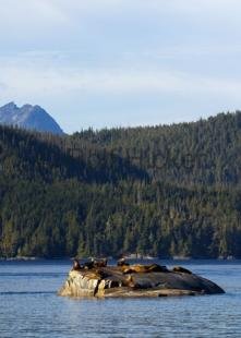photo of Animals sea lions