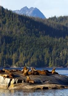 photo of Sealions Vancouver Island