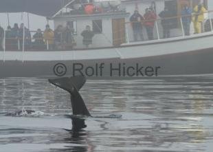 photo of Whale Watching Boat Gikumi