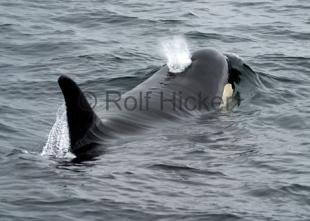 photo of CRW 1543