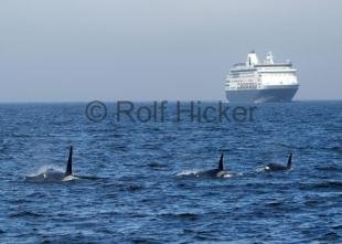 photo of Inside Passage Cruise