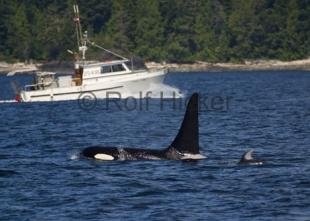 photo of orca whale and dolphin