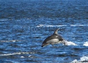photo of CRW 2299