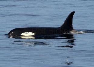photo of Orca Whale Pacific Ocean