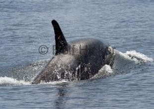 photo of CRW 2552