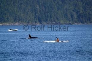 photo of kayaking tour orca