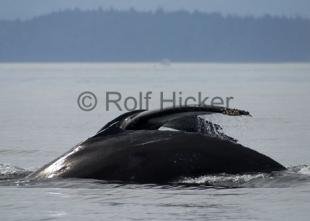 photo of CRW 3626