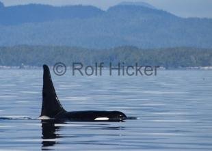 photo of CRW 3727