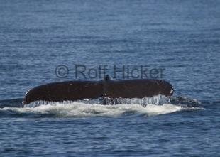 photo of CRW 4473